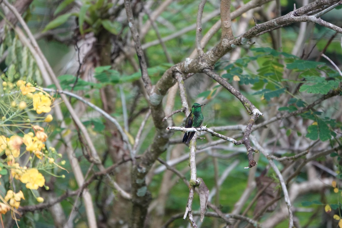 Blue-vented Hummingbird - ML643923107