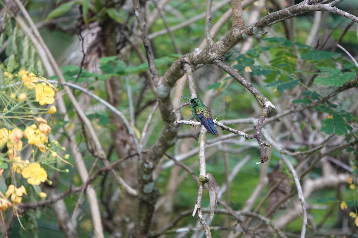 Blue-vented Hummingbird - ML643923108