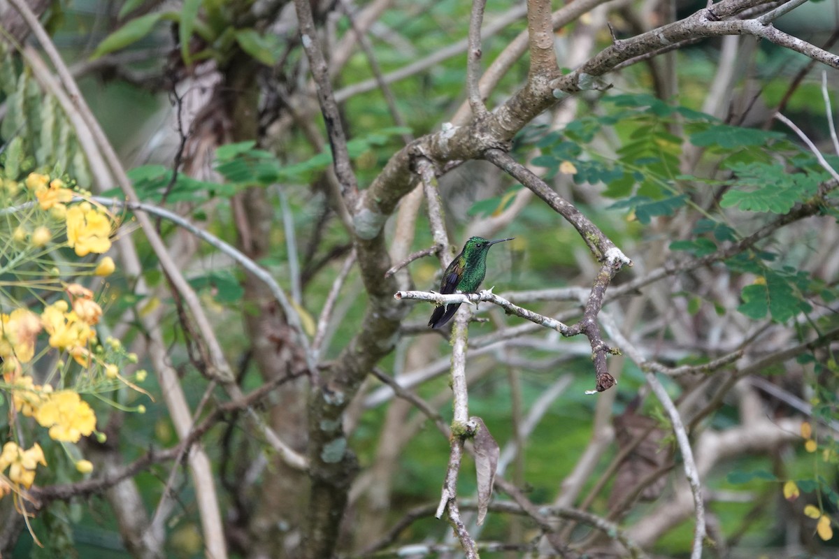 Blue-vented Hummingbird - ML643923109