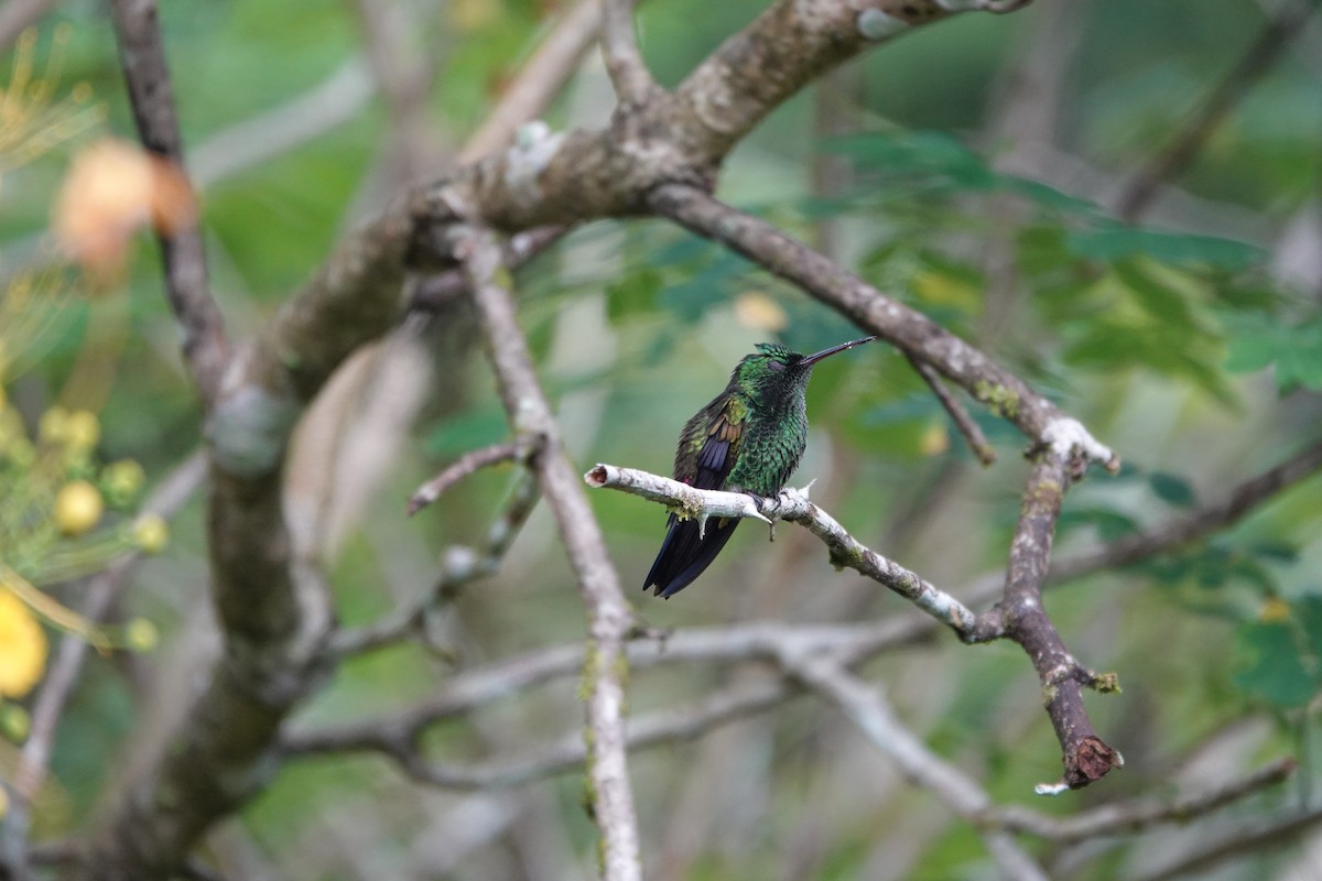 Blue-vented Hummingbird - ML643923110