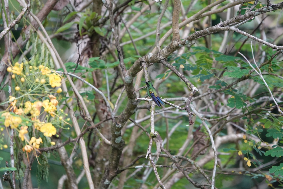 Blue-vented Hummingbird - ML643923111