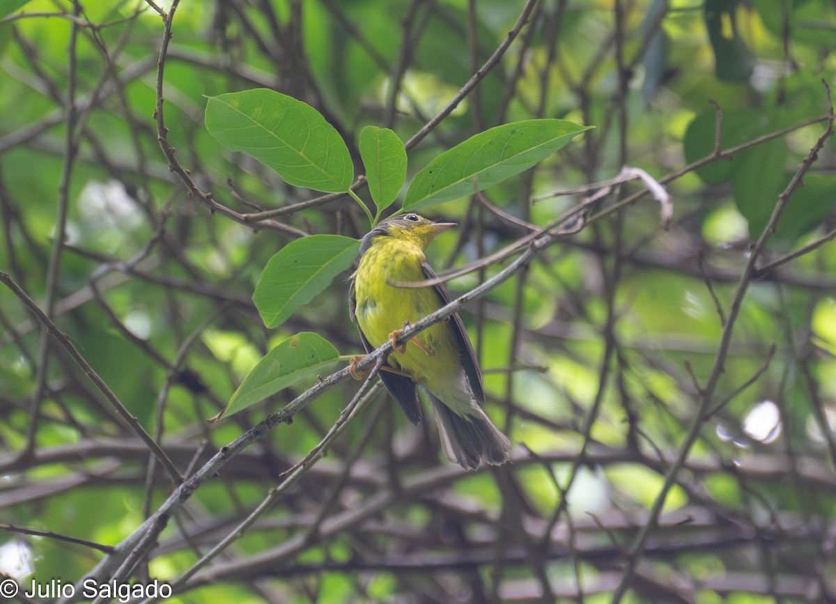 Canada Warbler - ML643923114