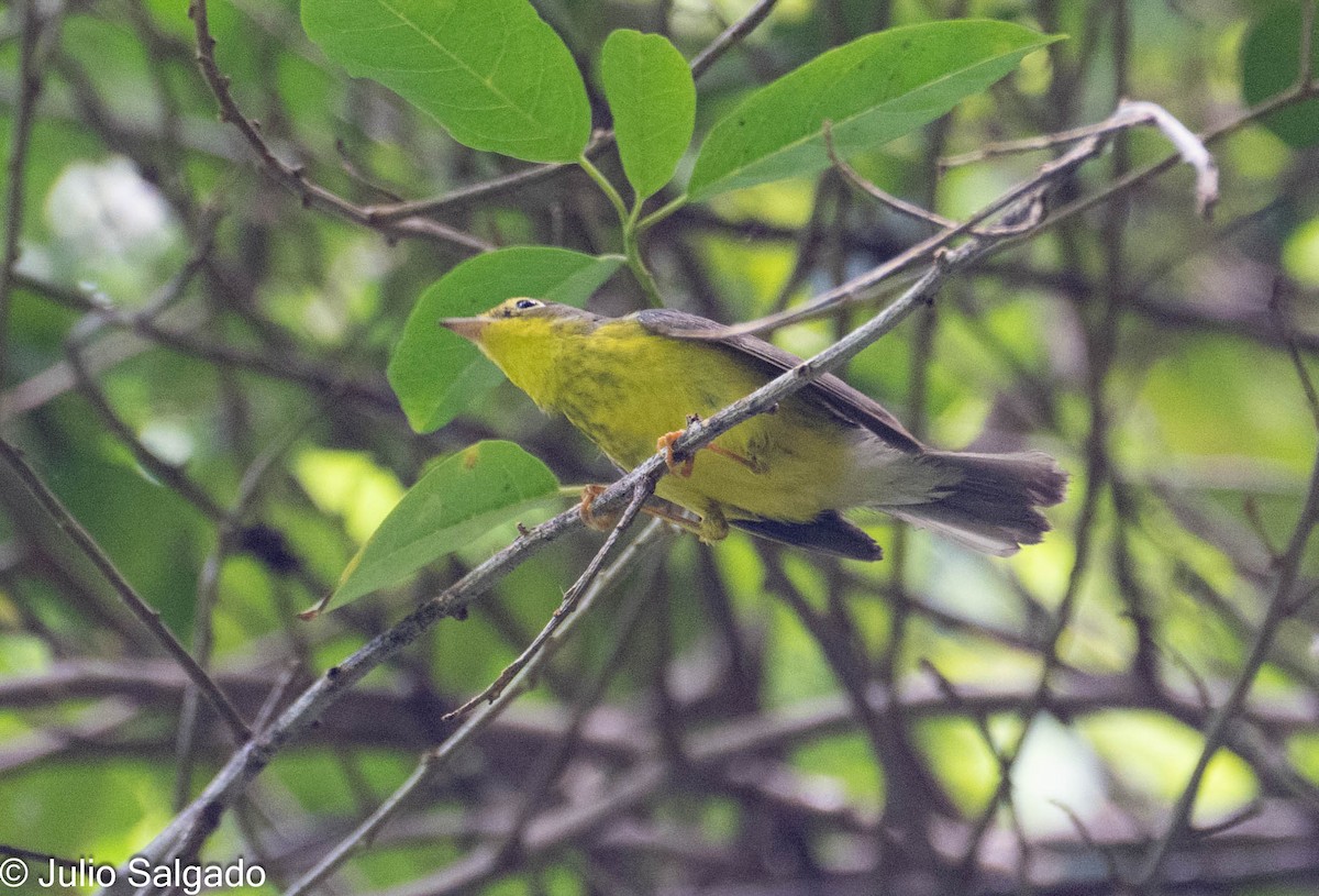 Canada Warbler - ML643923115