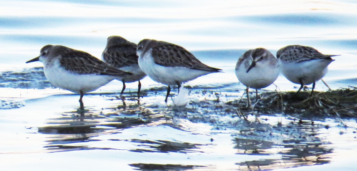 Semipalmated Sandpiper - ML643923117