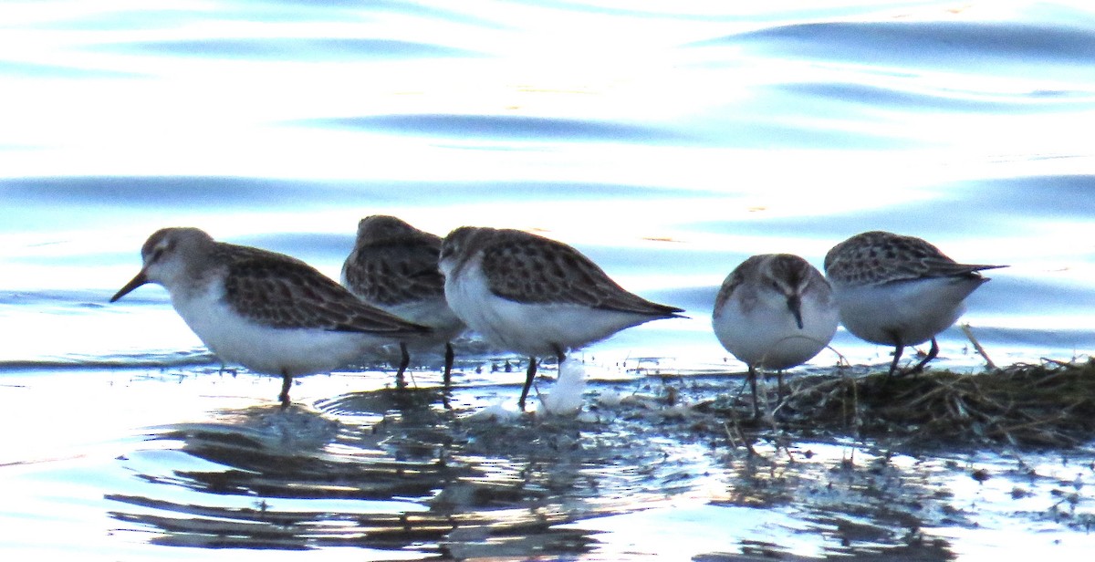 Semipalmated Sandpiper - ML643923118