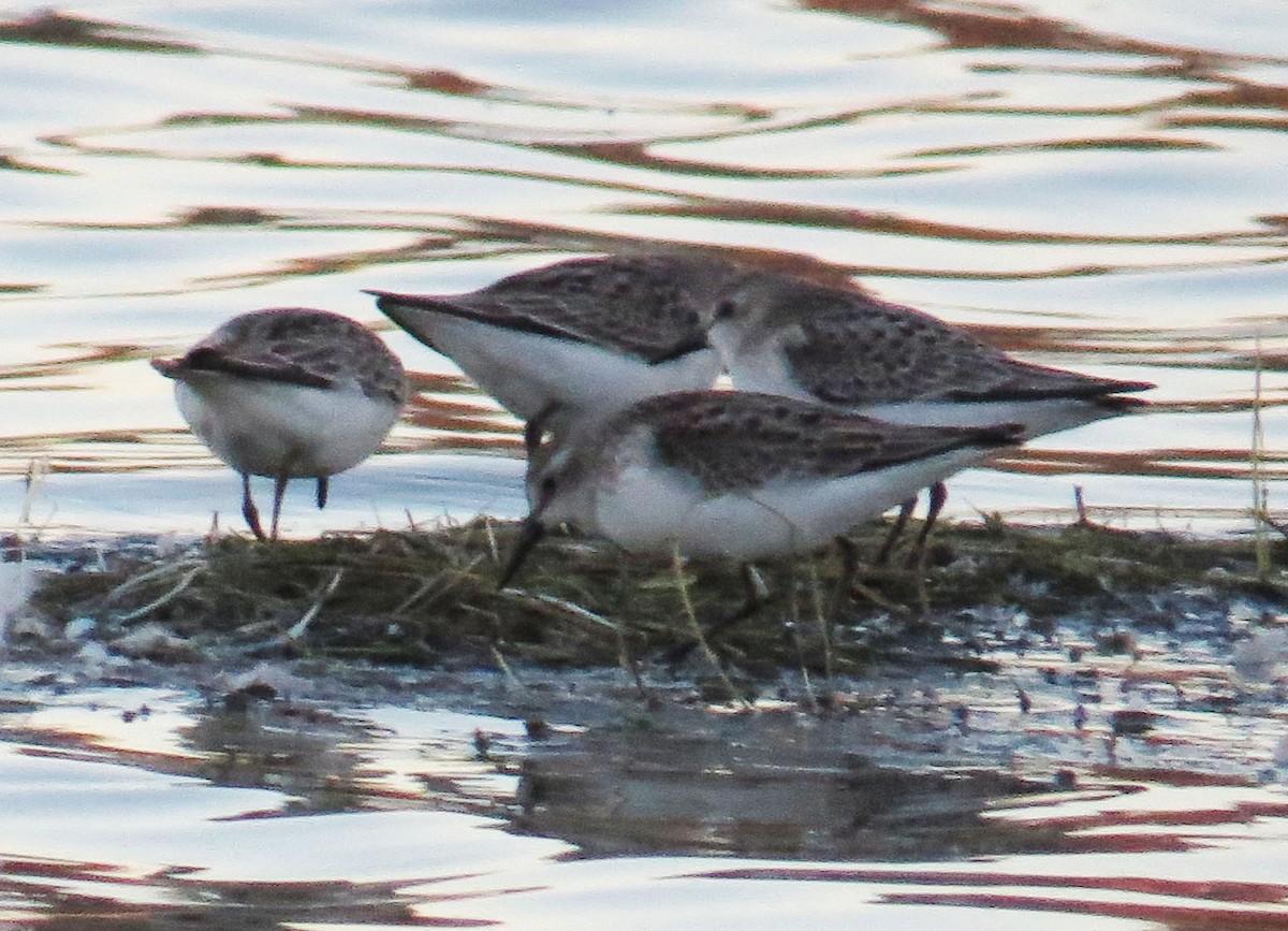Semipalmated Sandpiper - ML643923119