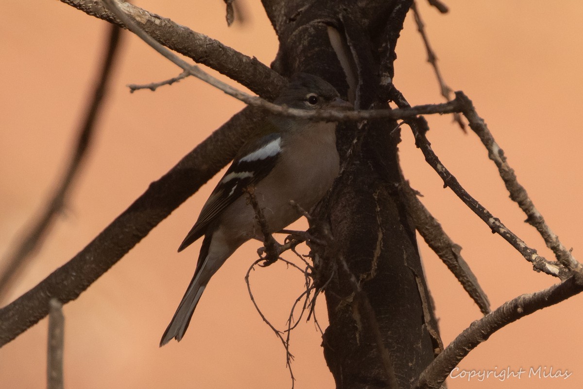 African Chaffinch - ML643923120