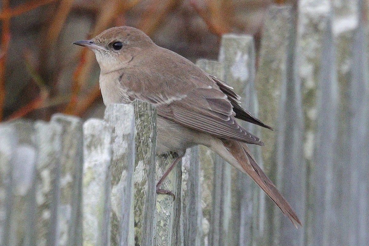 Common Nightingale (golzii) - ML643923122
