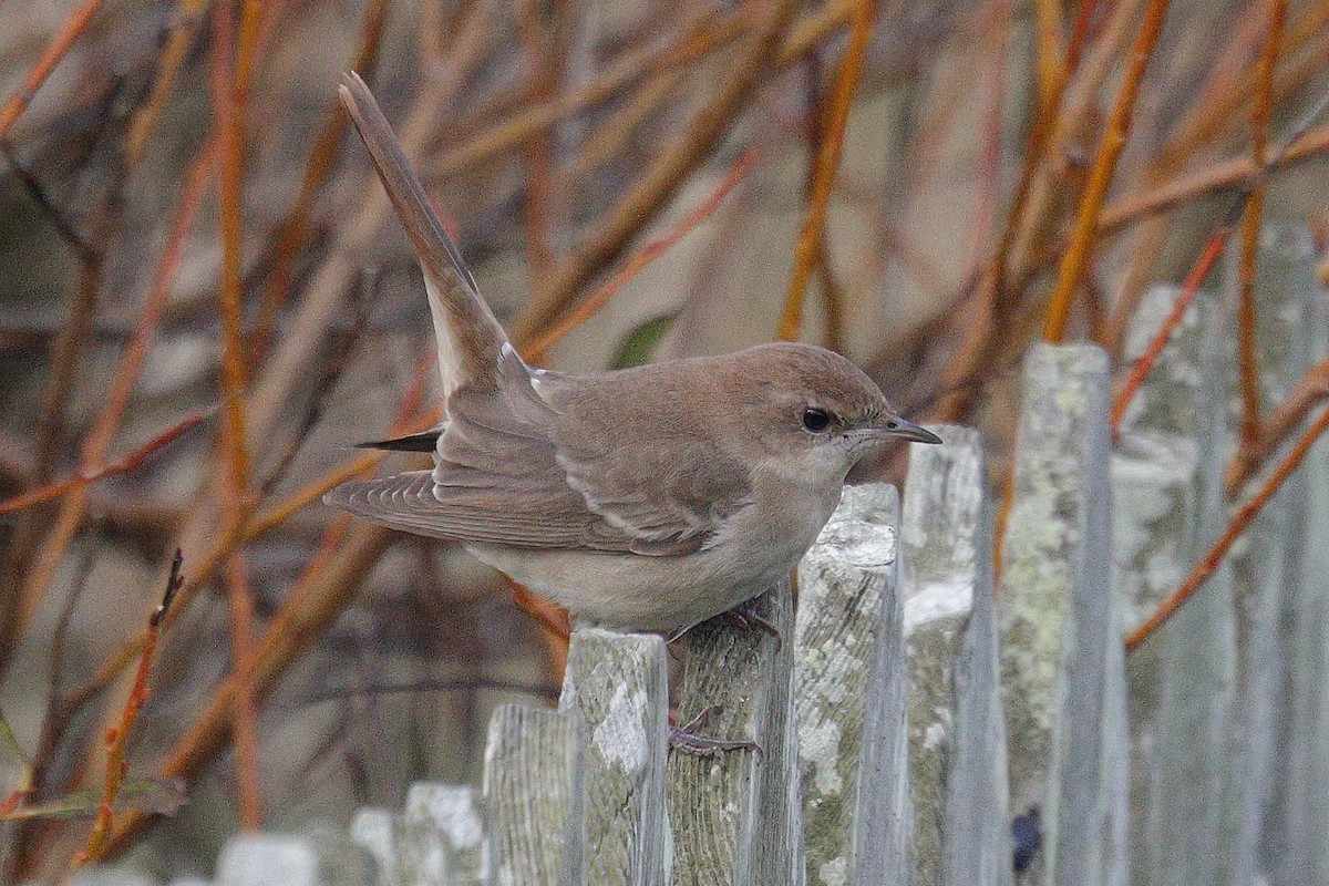 Common Nightingale (golzii) - ML643923123
