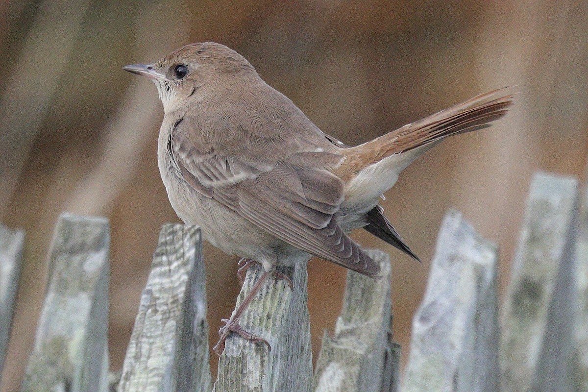 Common Nightingale (golzii) - ML643923124