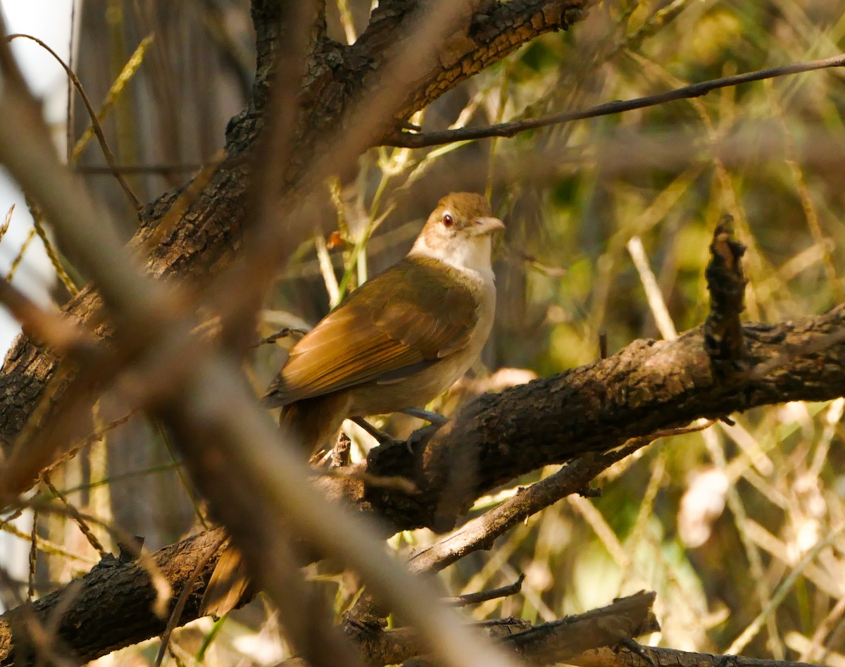 Terrestrial Brownbul - ML643923128