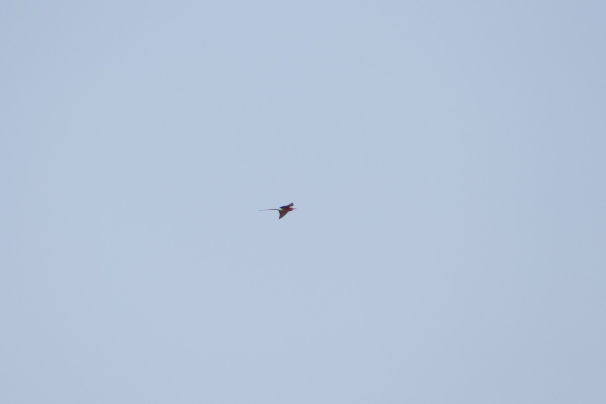 Southern Carmine Bee-eater - ML643923194