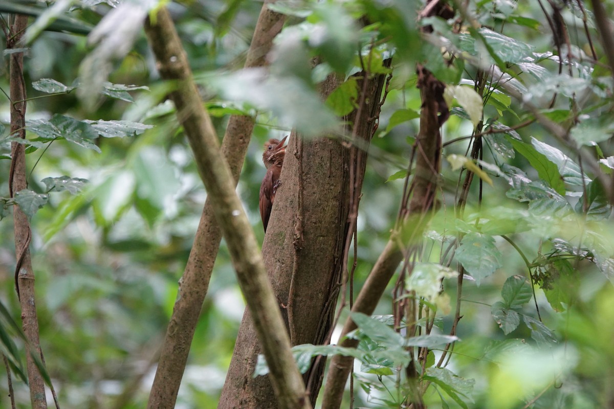 Tawny-winged Woodcreeper - ML643923206