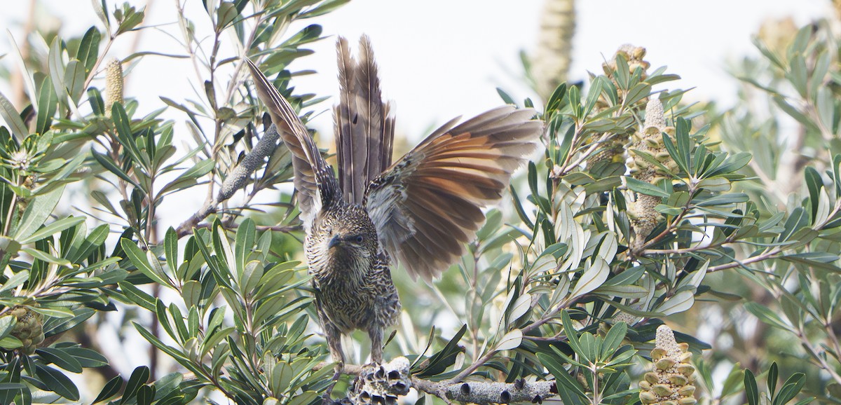 Little Wattlebird - ML643923217