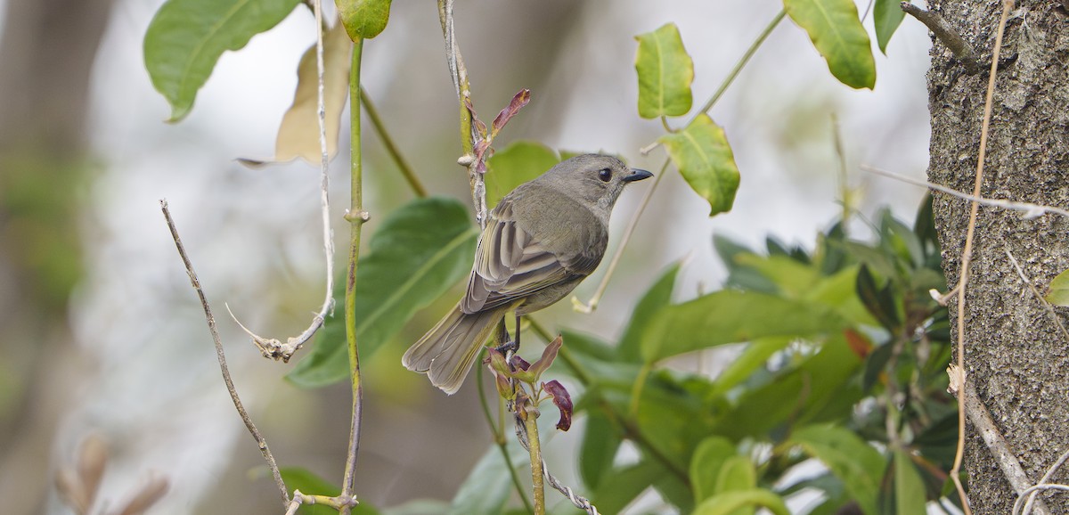 Golden Whistler - ML643923222