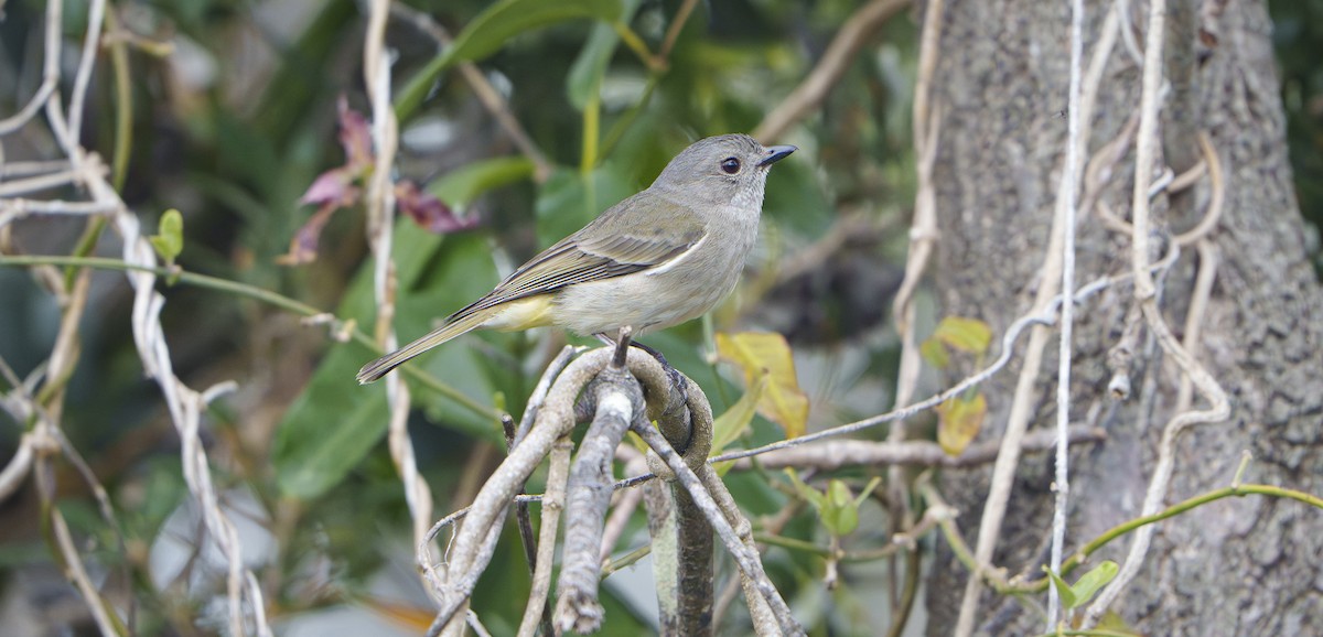 Golden Whistler - ML643923223
