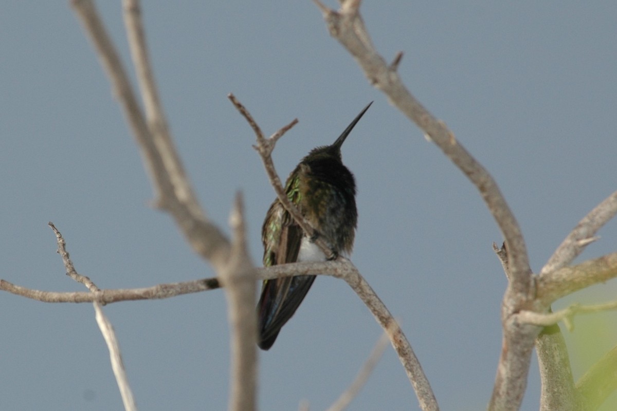 Puerto Rican Mango - ML643923233