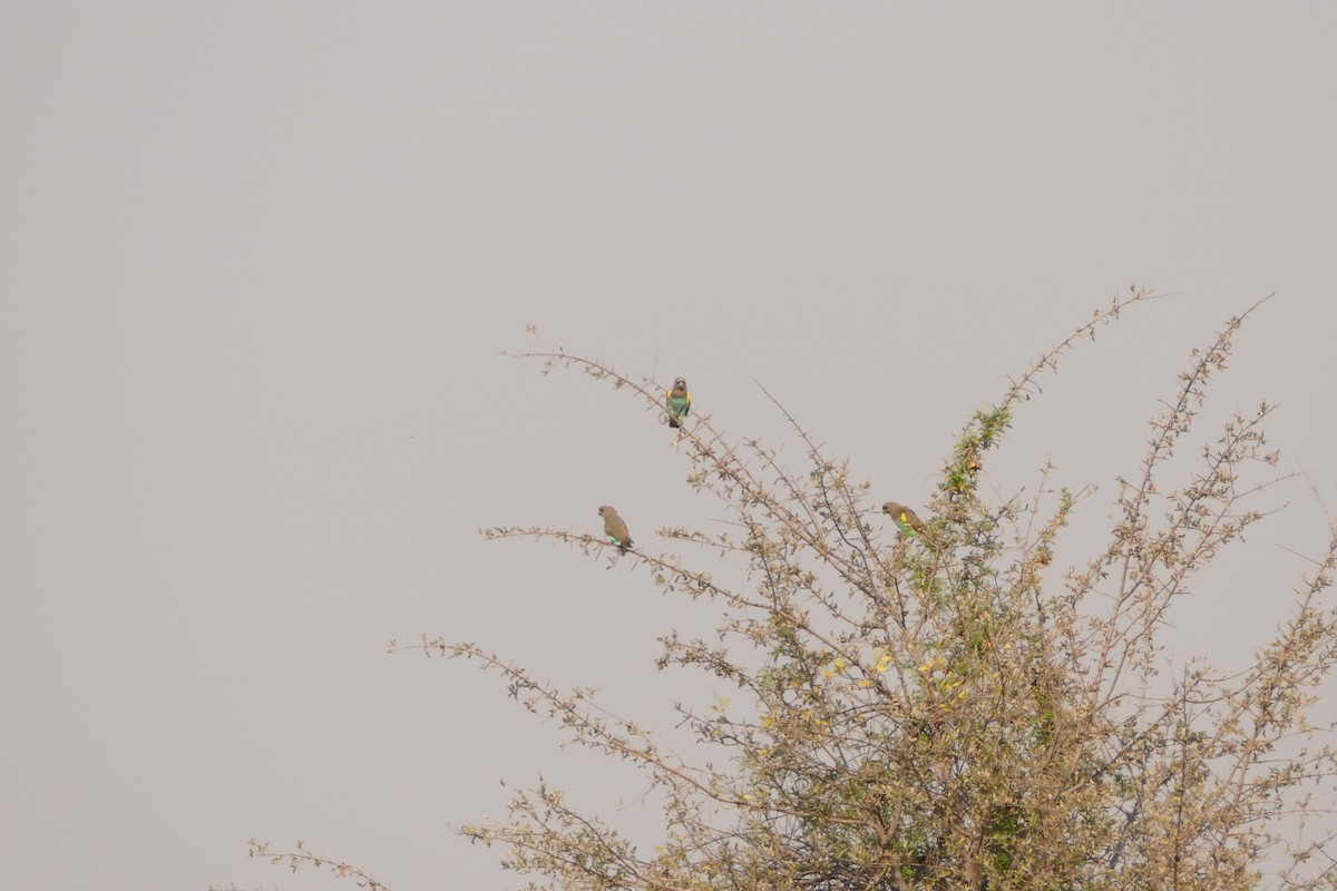 gulissepapegøye - ML643923237