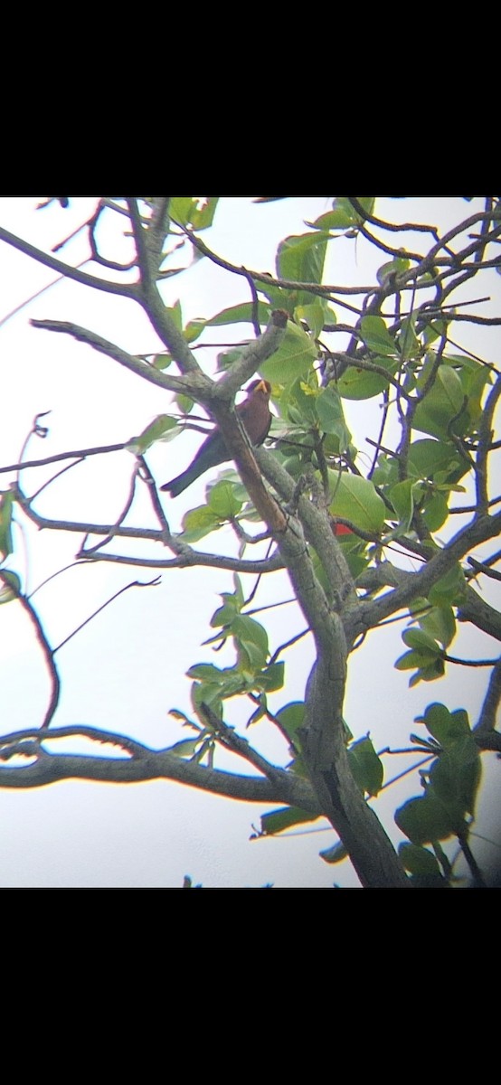 Broad-billed Roller - ML643923246