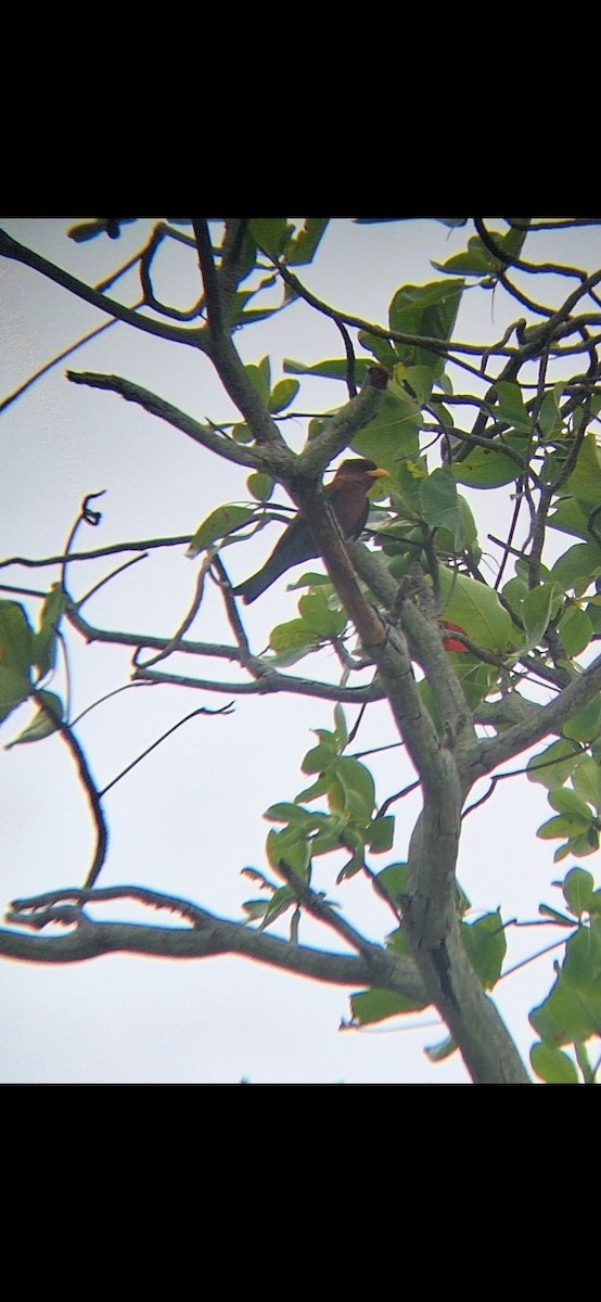 Broad-billed Roller - ML643923247