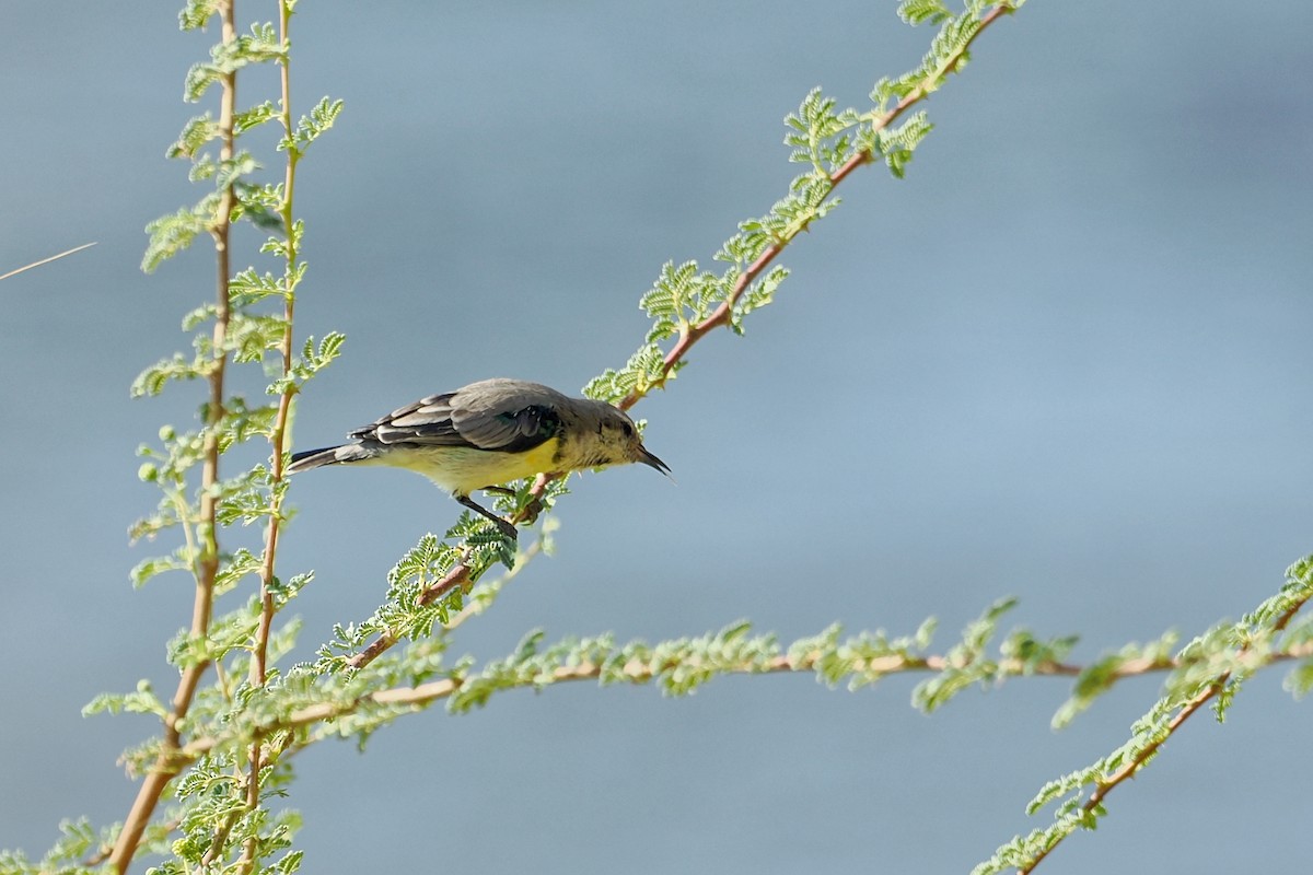 Nile Valley Sunbird - ML643923248