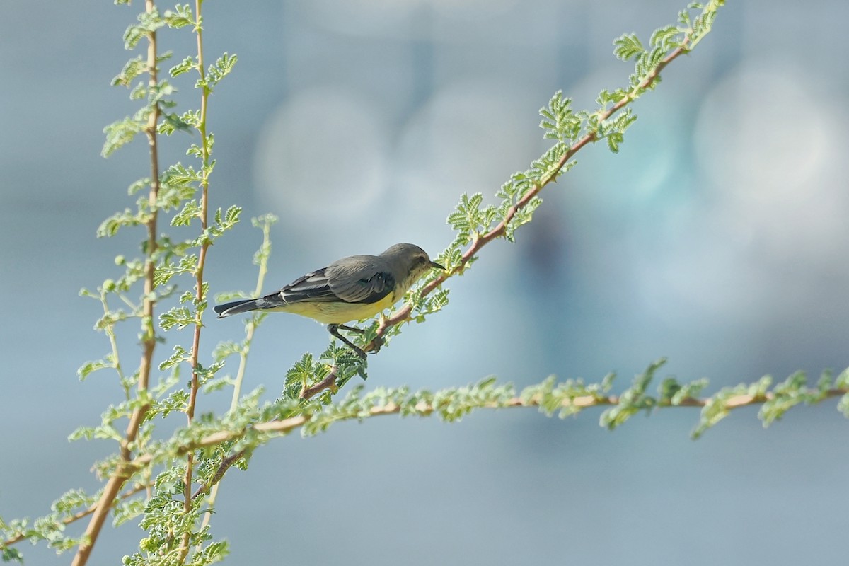 Nile Valley Sunbird - ML643923249