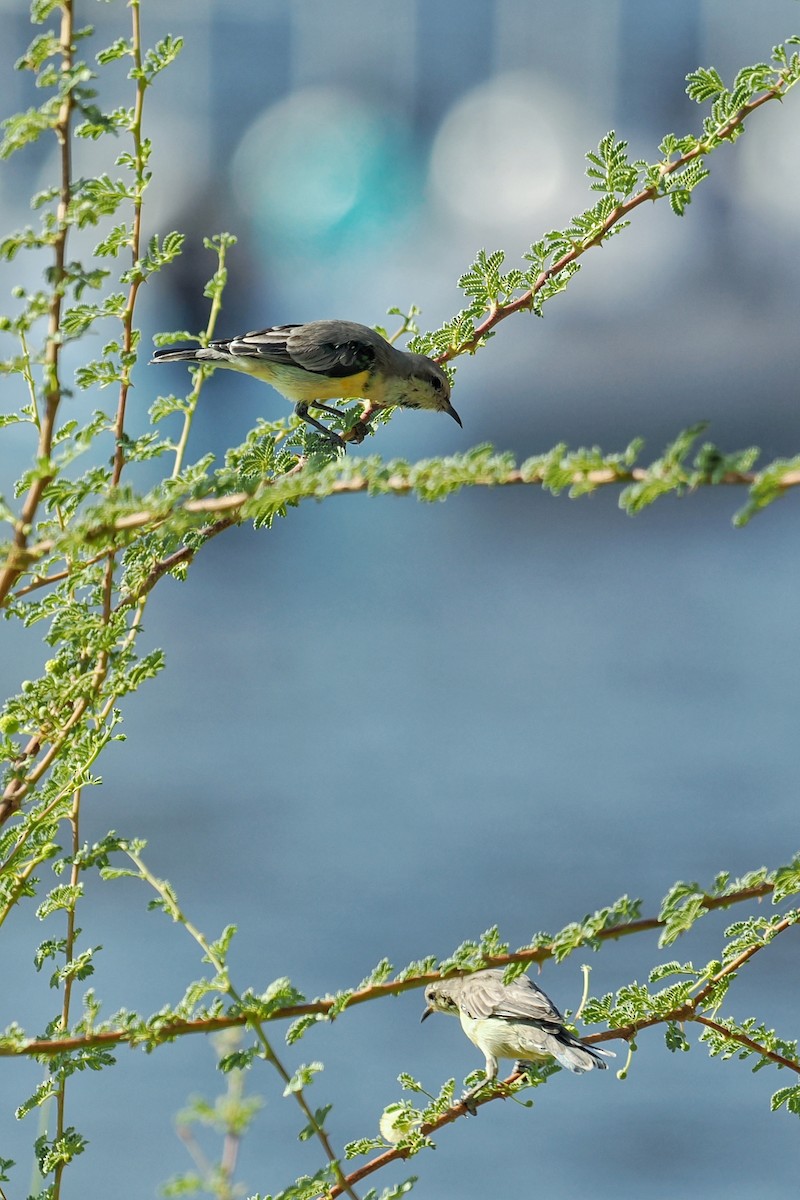 Nile Valley Sunbird - ML643923250