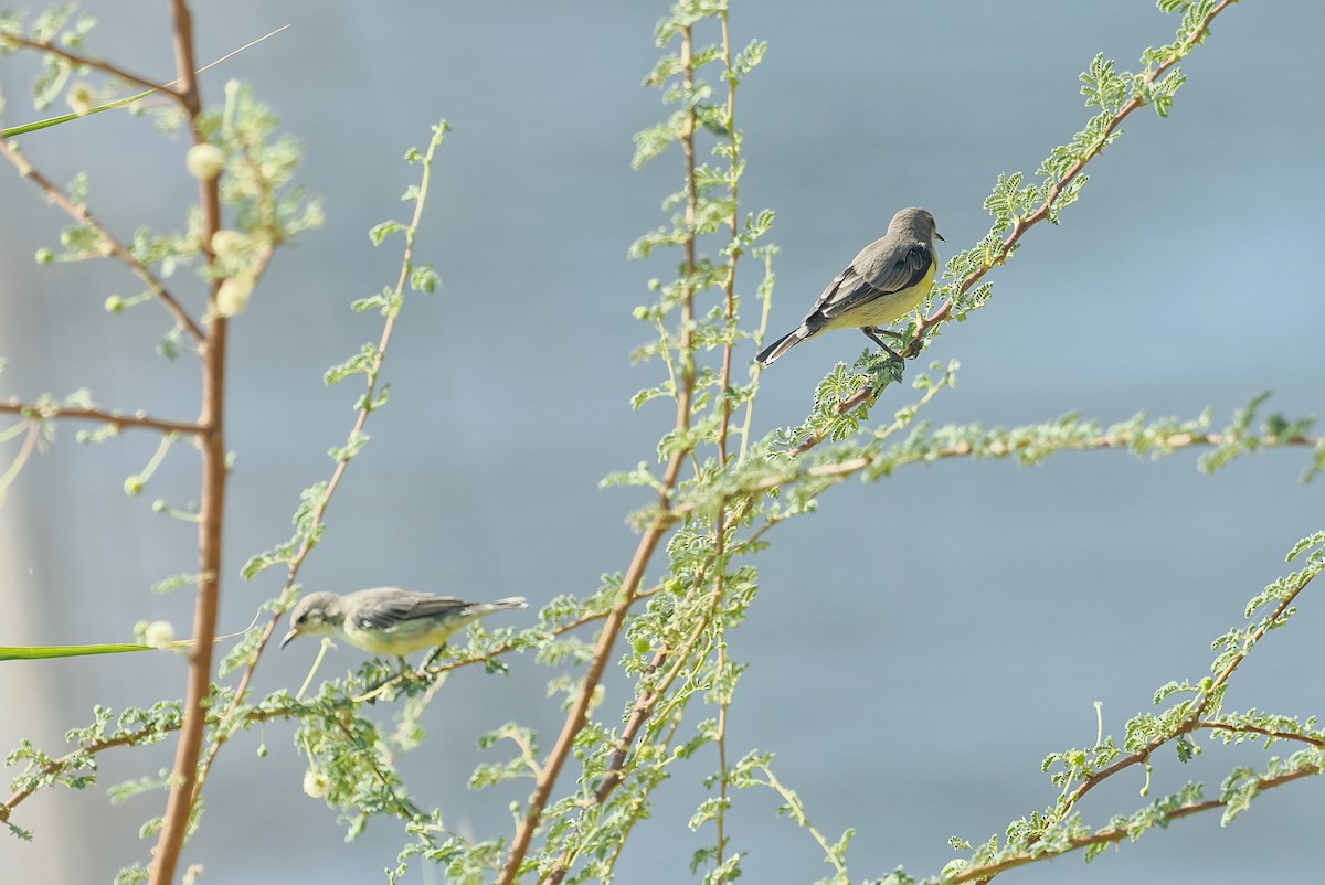 Nile Valley Sunbird - ML643923251