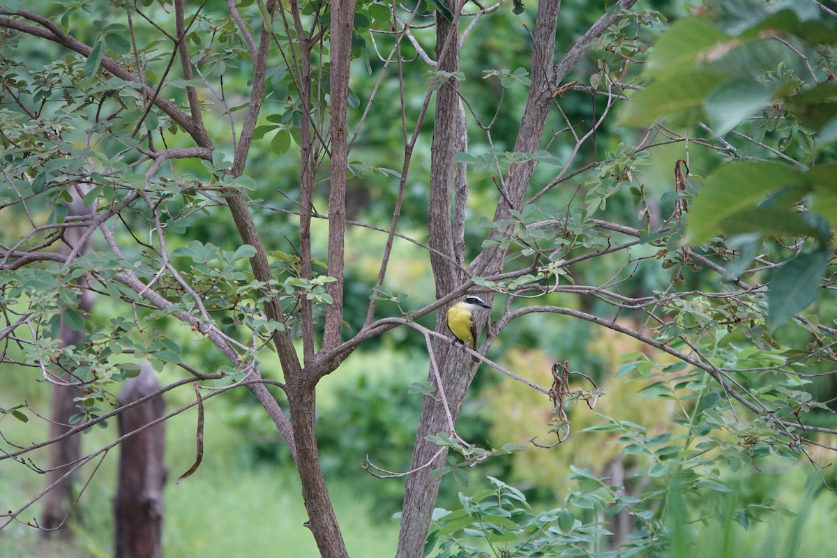 Boat-billed Flycatcher - ML643923257