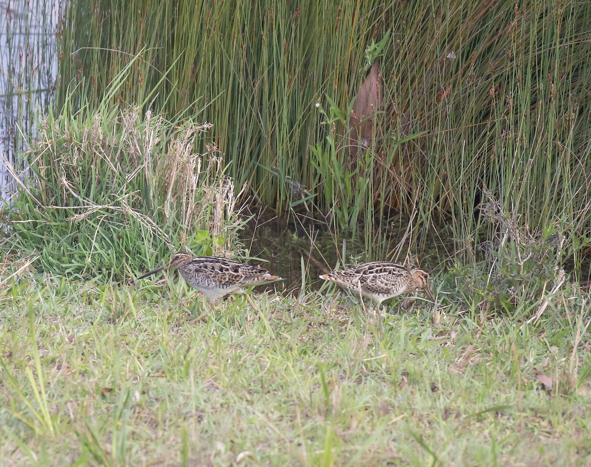 Latham's Snipe - Brett Mckinnon