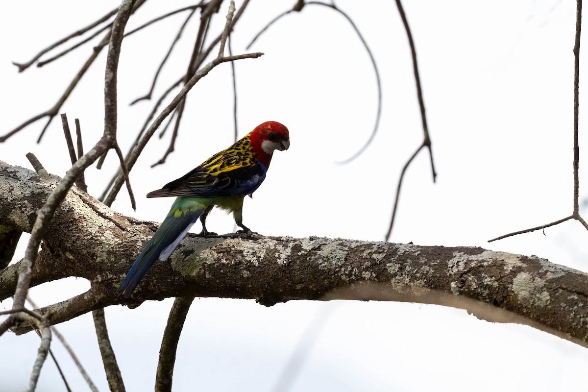 Eastern Rosella - ML643923293