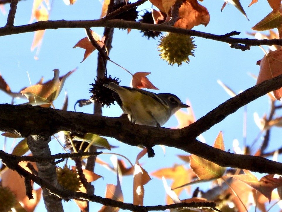 eremittvireo - ML643923294