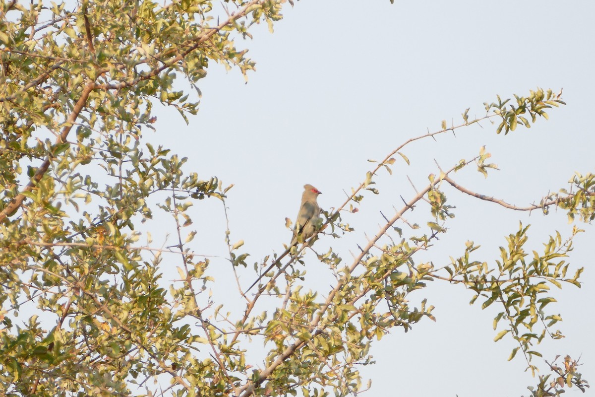 Red-faced Mousebird - ML643923337