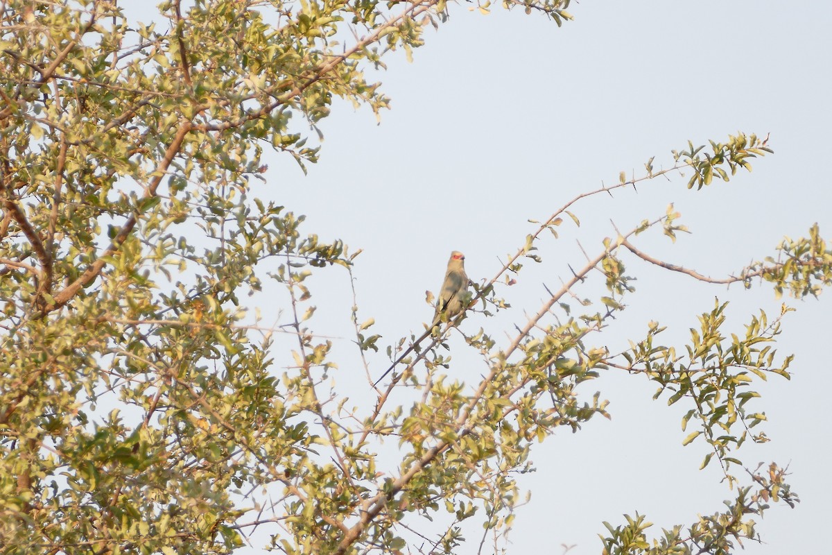 Red-faced Mousebird - ML643923338