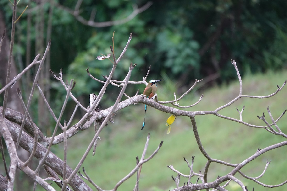 Turquoise-browed Motmot - ML643923339