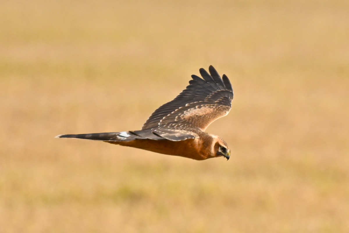 Pallid Harrier - ML643923341