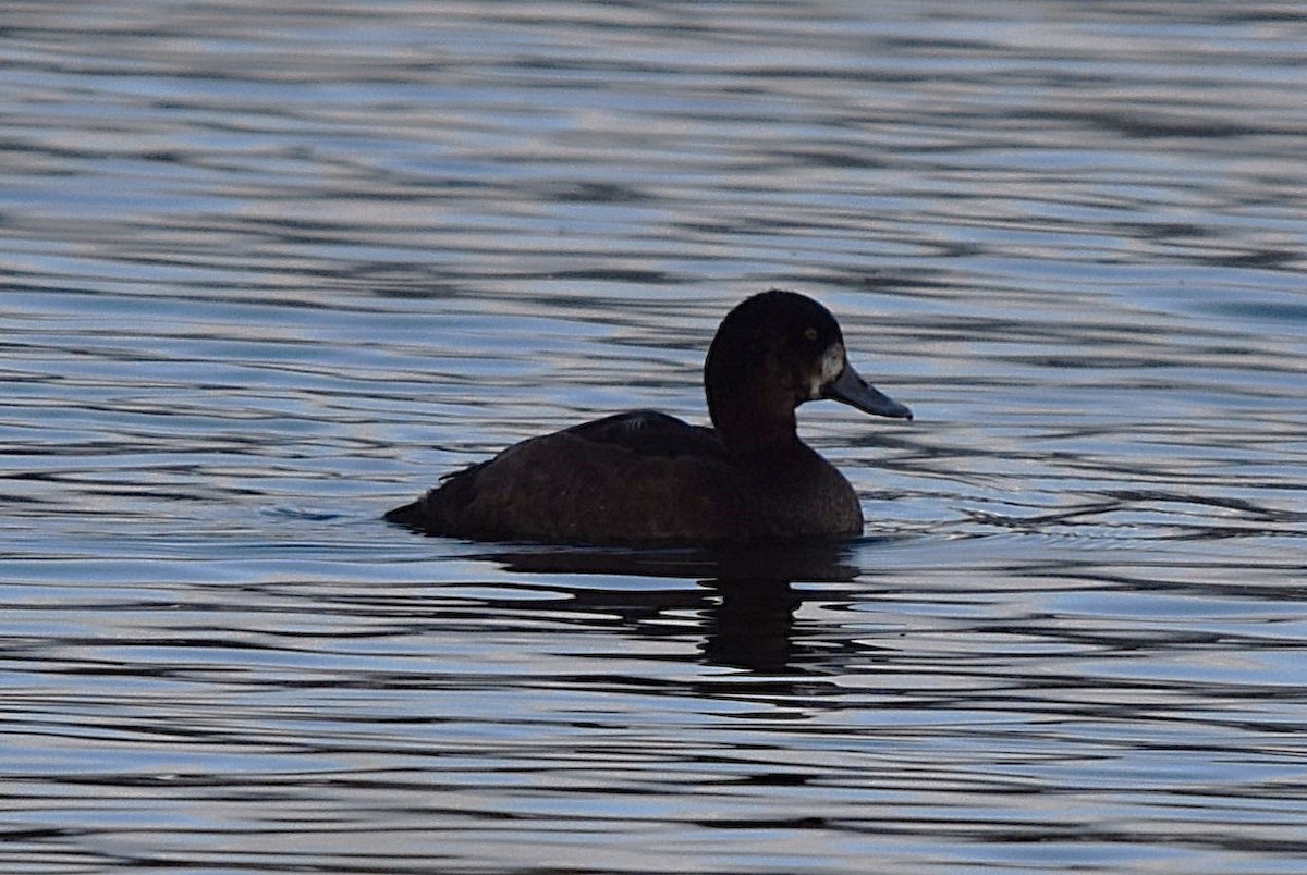 Greater Scaup - ML643923353