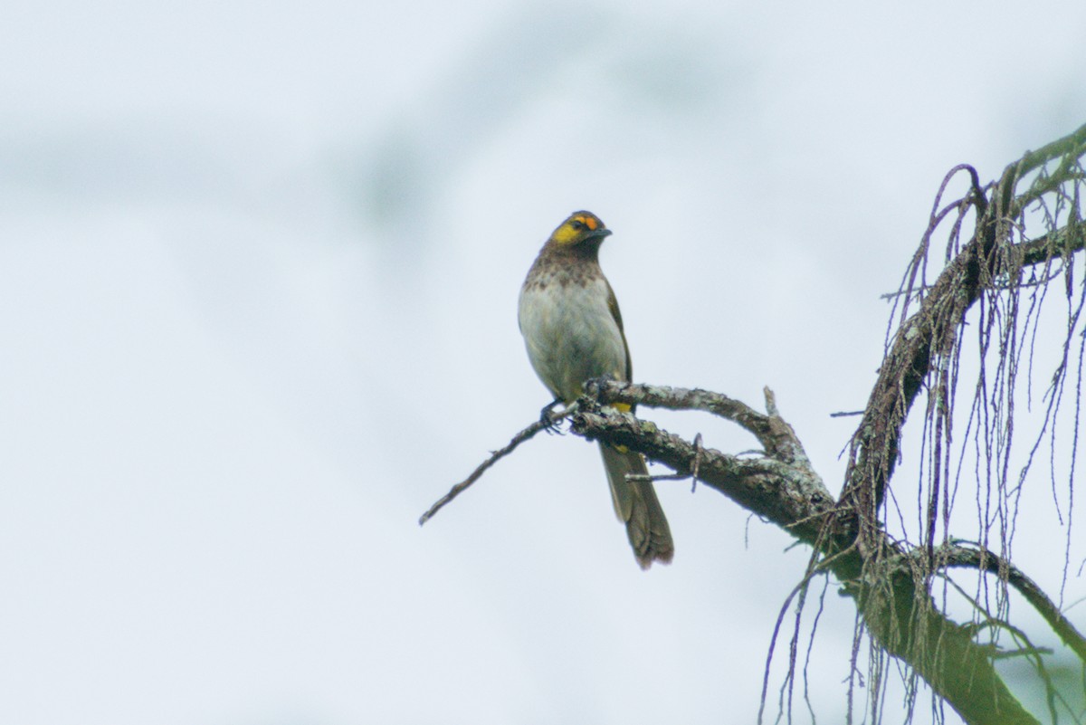 Bulbul bimaculé - ML643923367