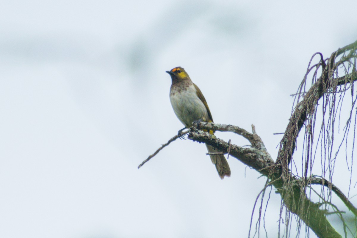 Bulbul bimaculé - ML643923375