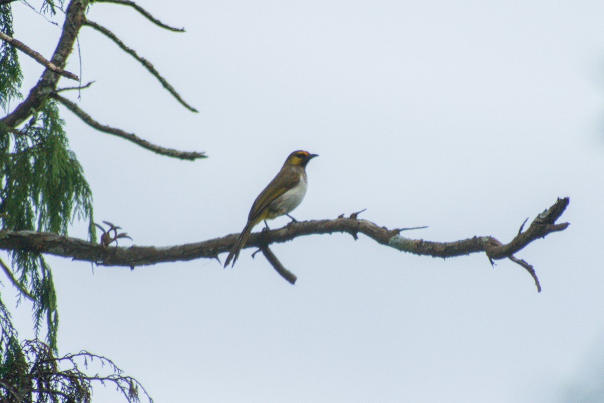 Bulbul bimaculé - ML643923376