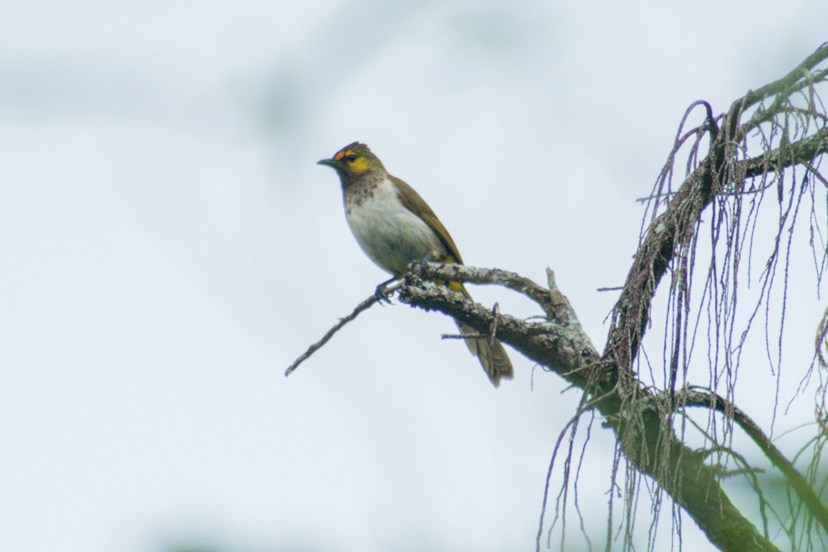Bulbul bimaculé - ML643923377