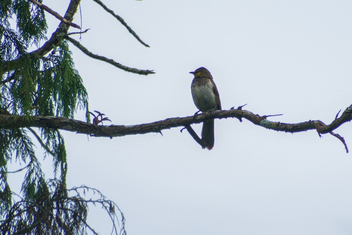Bulbul bimaculé - ML643923378