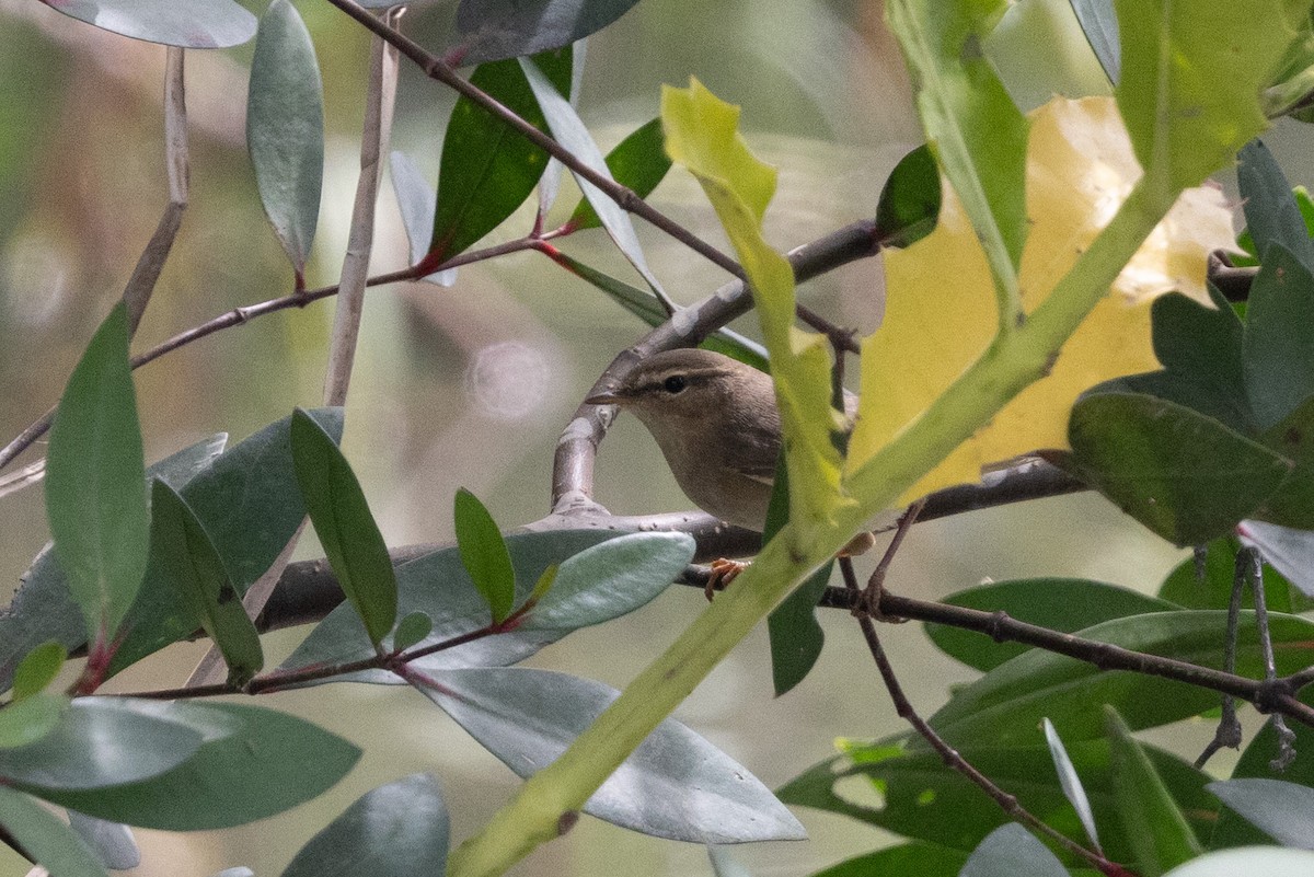 Бүхт дууч шувуу - ML643923382