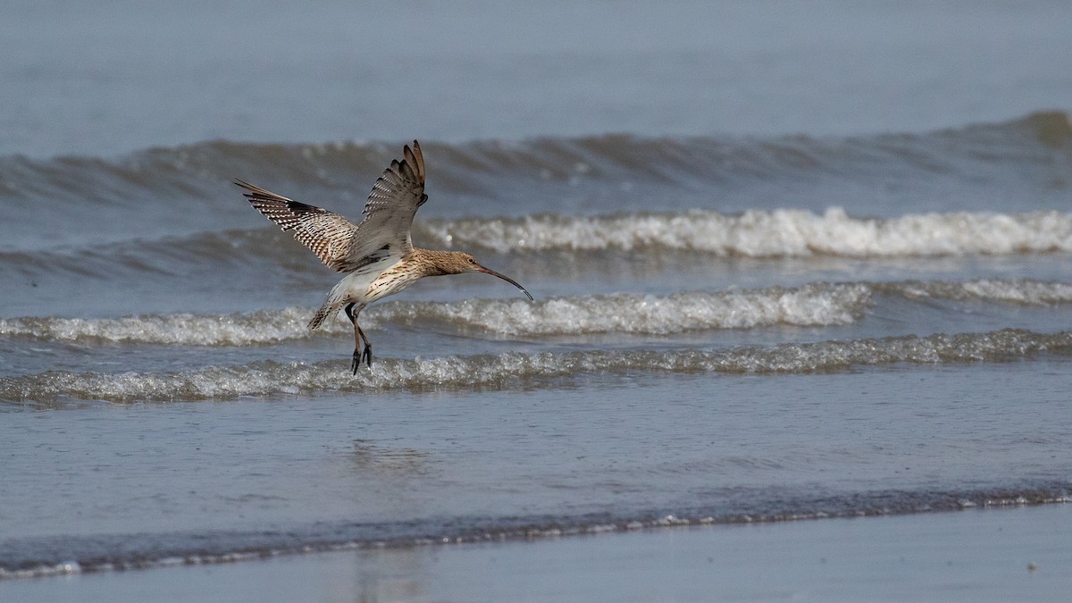 Eurasian Curlew - ML643923383