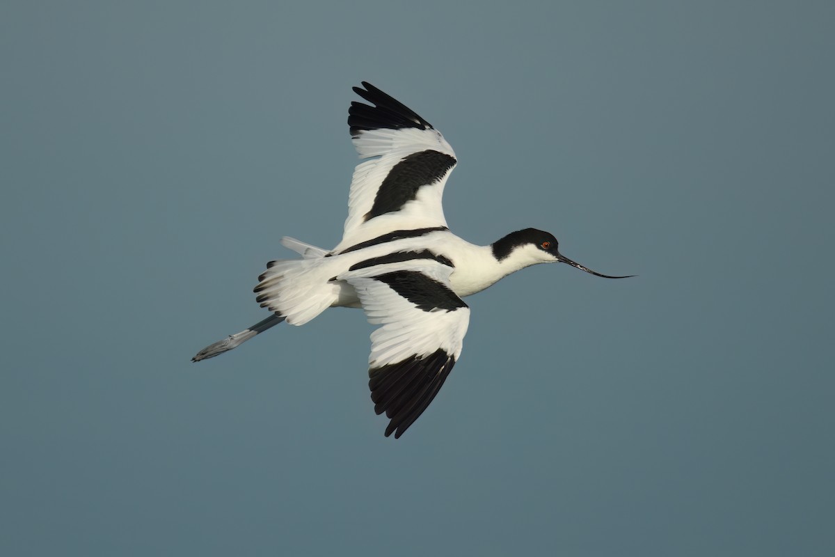 Pied Avocet - ML643923384