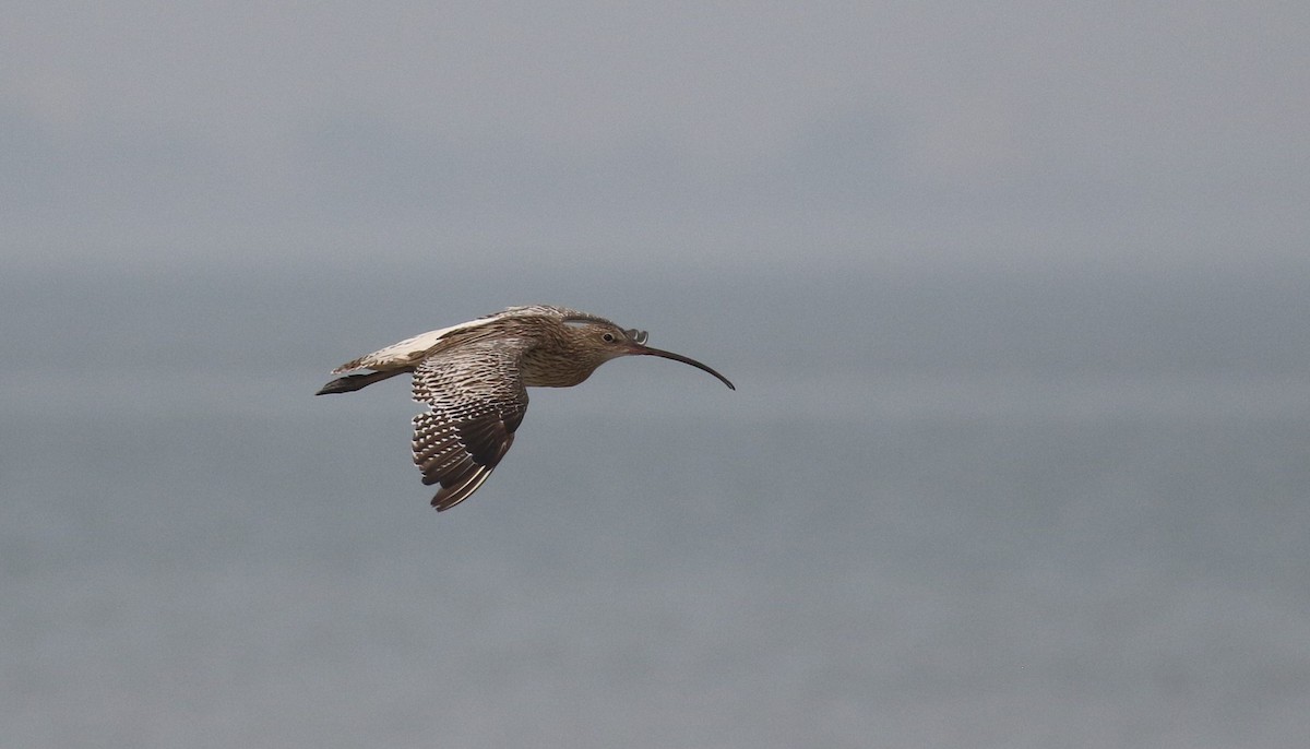 Eurasian Curlew - ML643923385