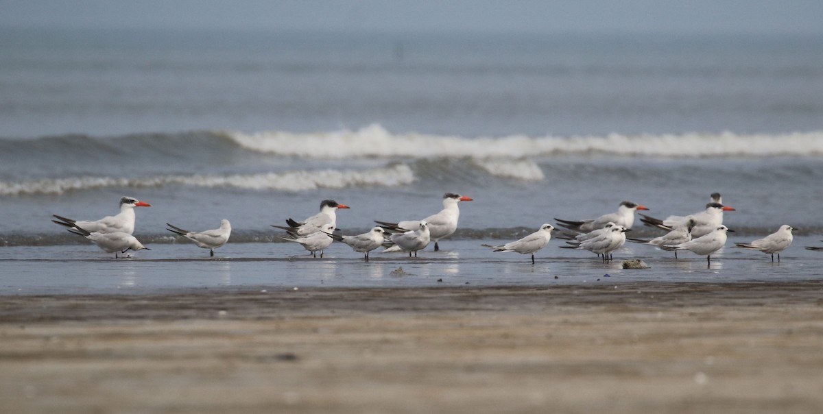 Caspian Tern - ML643923392