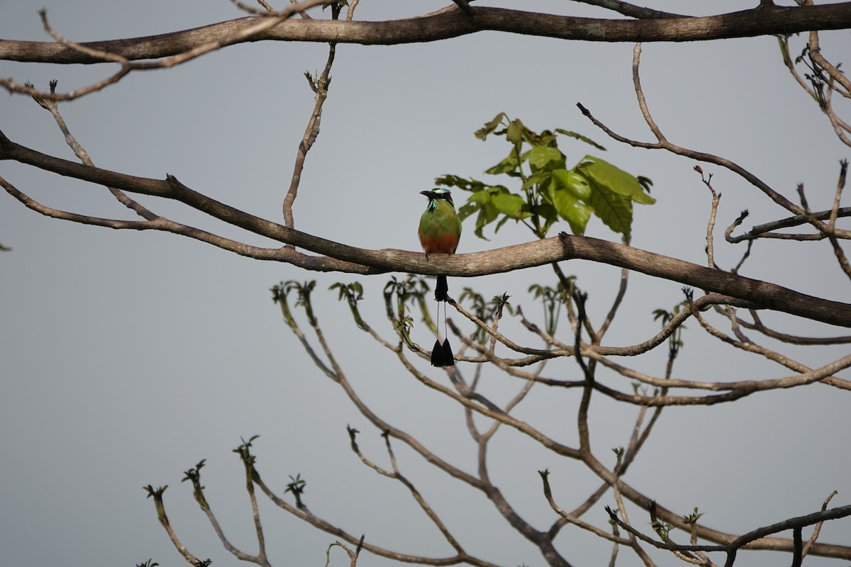 Turquoise-browed Motmot - ML643923418