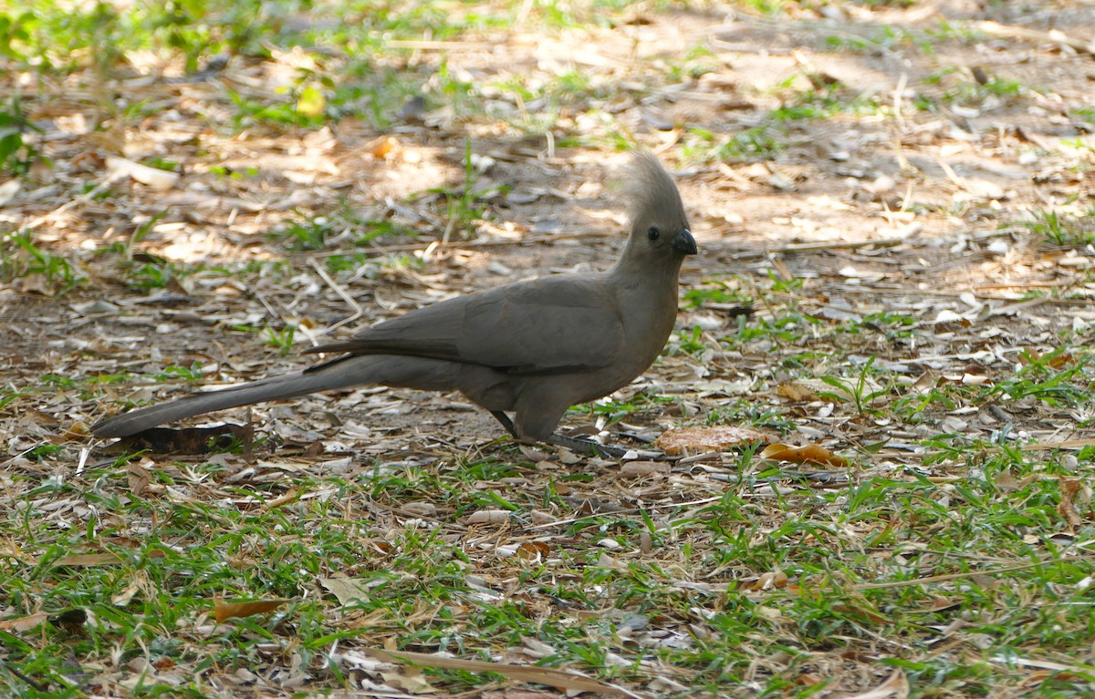 gråturako - ML643923425