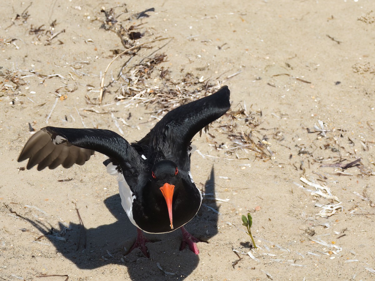 Pied Oystercatcher - ML643923431